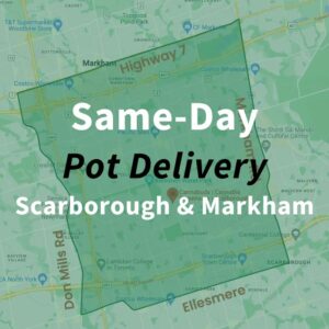 same-day-pot-delivery-in-scarborough-markham