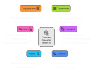 Types of Cannabis Terpenes and Their Characteristics - visual selection