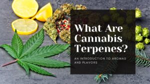 What-Are-Cannabis-Terpenes