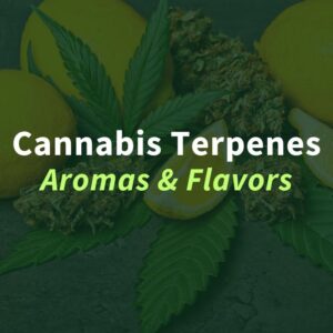 cannabis-terpenes