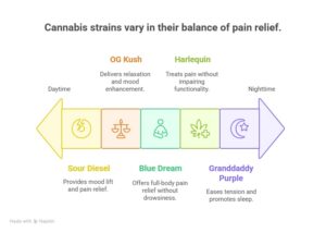 An infographic displaying different cannabis strains and their balance of pain relief from daytime to nighttime use. It features: Sour Diesel for mood lift, OG Kush for relaxation, Blue Dream for full-body relief, Harlequin for functional pain relief, and Granddaddy Purple for sleep support.